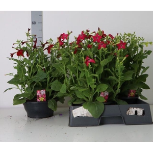 NICOTIANA GEM