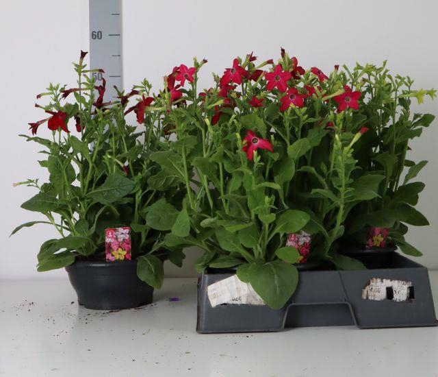 NICOTIANA GEM