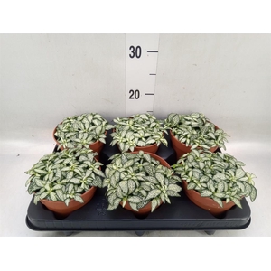 Fittonia  'Mosaic White Forest Fla'