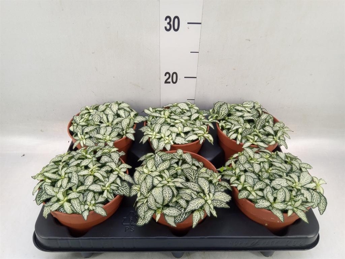 <h4>Fittonia  'Mosaic White Forest Fla'</h4>