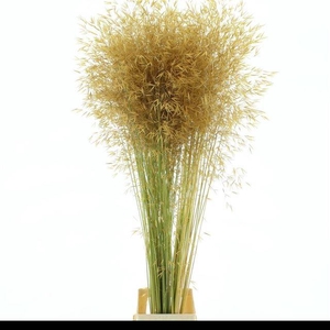 STIPA GIGANTEA