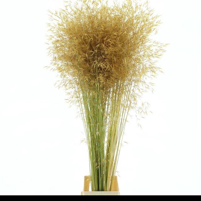 <h4>STIPA GIGANTEA</h4>
