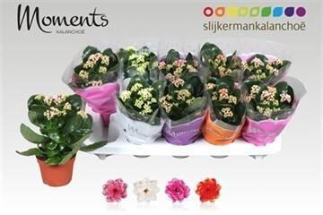 <h4>KAL GE GEM 4 KL</h4>