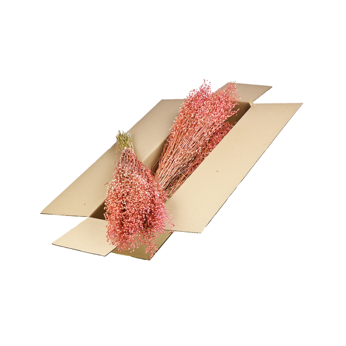 <h4>Lepidium Atraxa Sb Pink</h4>