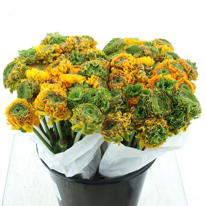 <h4>Ran Ponpon Merlino Orange Extra</h4>