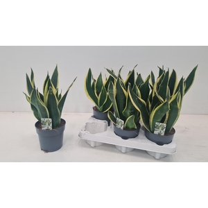 SANSEV TRIFASCIA  OV