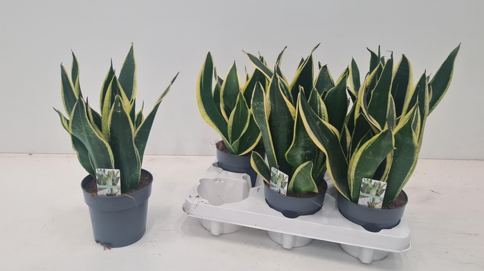 <h4>SANSEV TRIFASCIA  OV</h4>