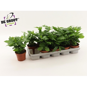 COFFEA ARABICA