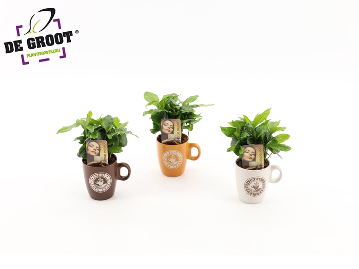 <h4>Arrangement Coffea in koffiekop</h4>