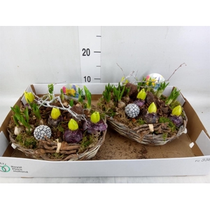 Arr.   Bol/Knolgewas L%