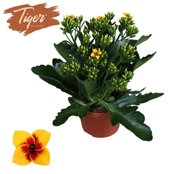 <h4>Kalanchoe Tiger - 10,5 cm Yellow</h4>