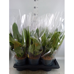 Philodendron  'Silver Queen'