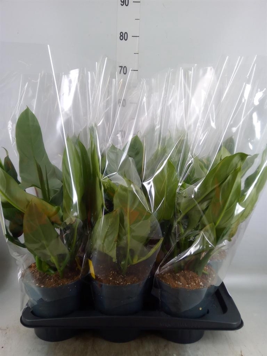 <h4>Philodendron  'Silver Queen'</h4>