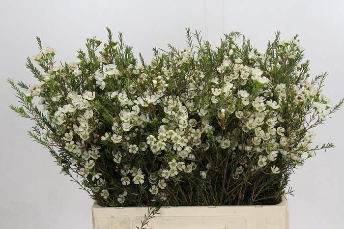 <h4>Chamelaucium Sirius</h4>