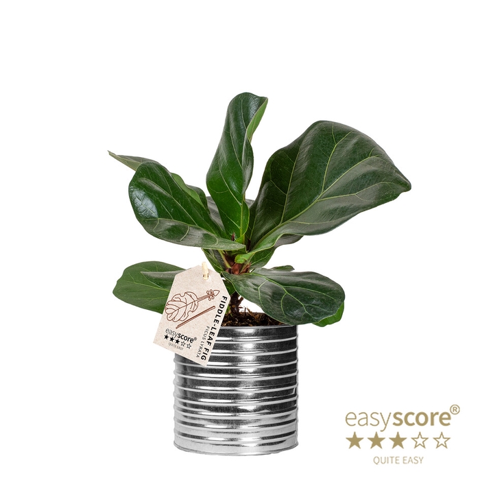 <h4>FICUS LYRATA P12 ZINK CAN</h4>