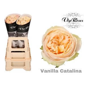 R GR VANILLA CATALINA