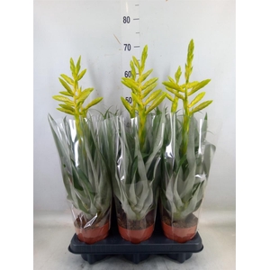 Tillandsia oerstediana