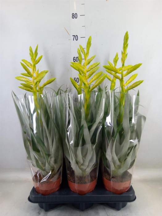 <h4>Tillandsia oerstediana</h4>