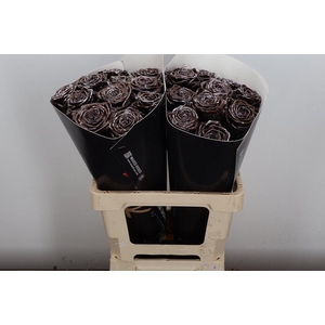 R Wx (rn) Brown Spotted White