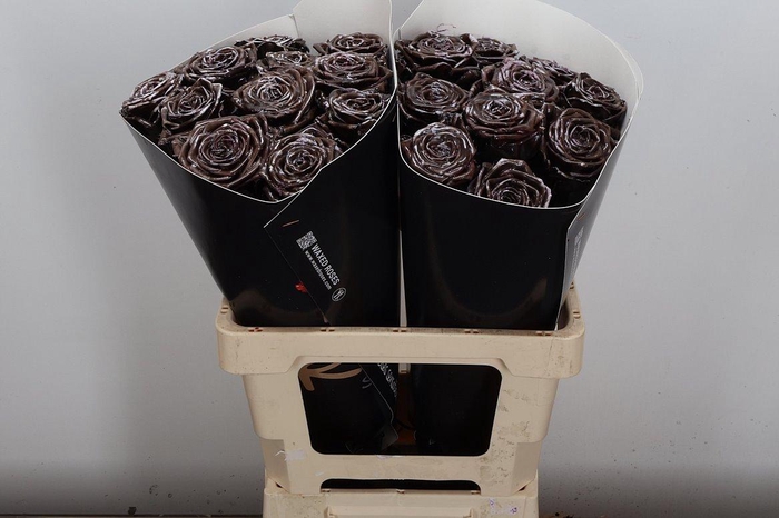 <h4>R Wx (rn) Brown Spotted White</h4>