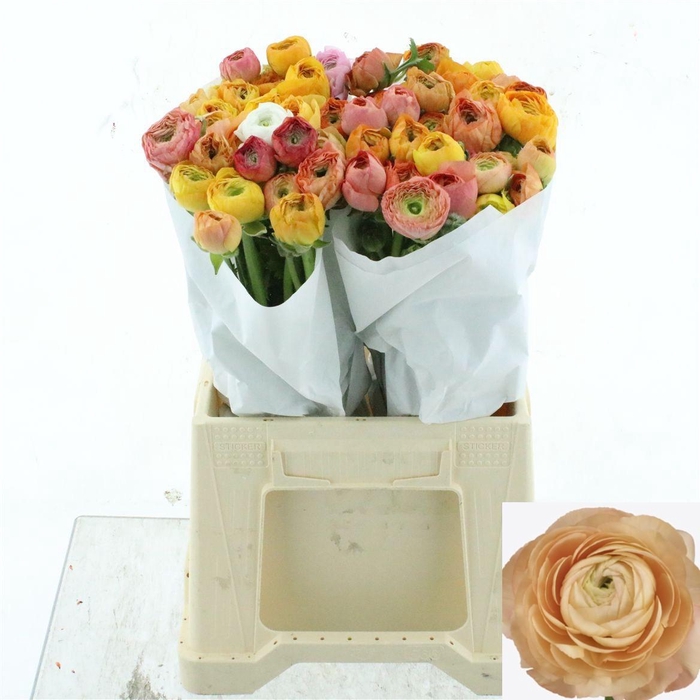 <h4>RAN SU GRAND PASTEL</h4>