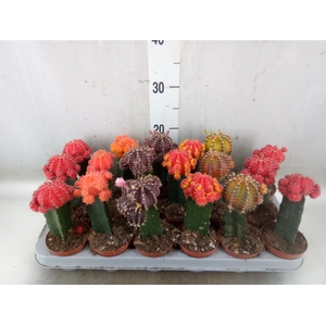 Gymnocalycium mihanov. 'Brasil'