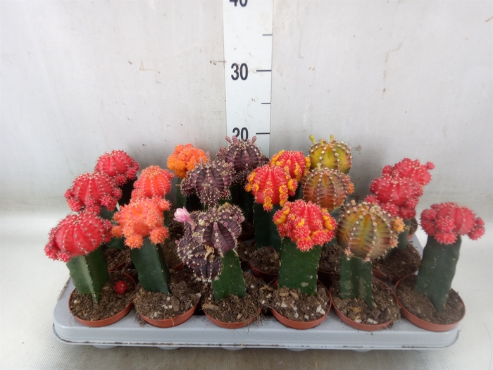 <h4>Gymnocalycium mihanov. 'Brasil'</h4>