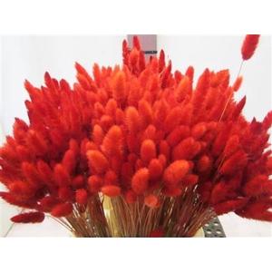 Deco Lagurus Rood