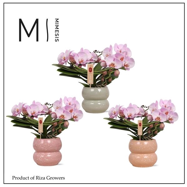 <h4>Mimesis Phal. Muse Pink - 25+ flowers in Sophie Mix Ceramic</h4>