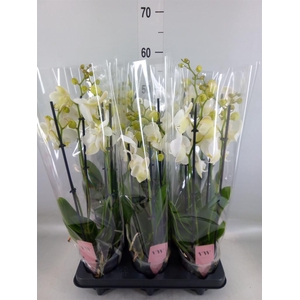 Phalaenopsis  'Ant Inverness'