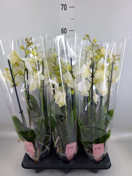 <h4>Phalaenopsis  'Ant Inverness'</h4>