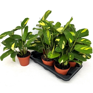 CTENANTHE P GOLDEN M