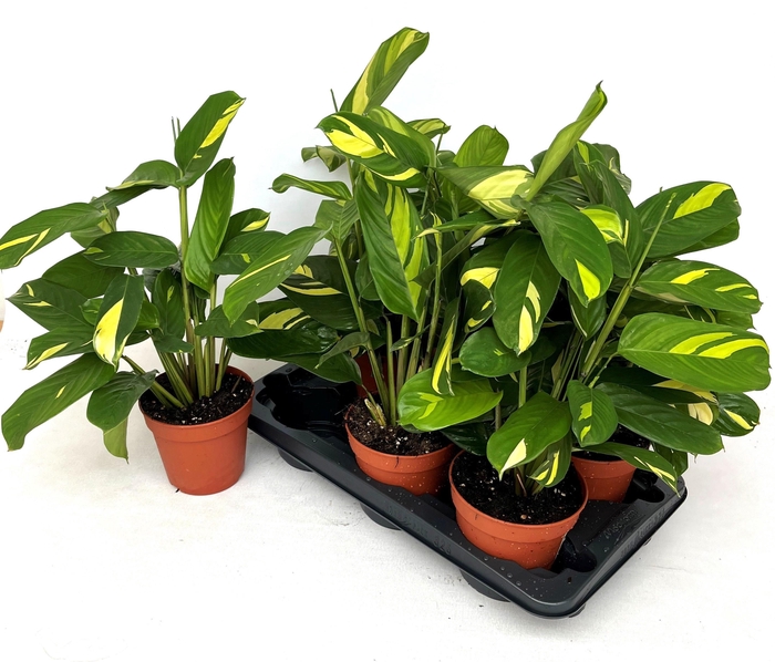 <h4>CTENANTHE P GOLDEN M</h4>