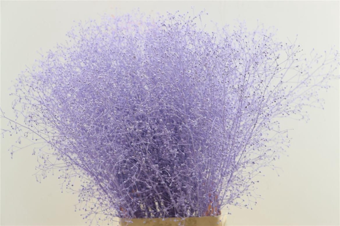 <h4>Snijbloemen overig kleurbehandeld H%</h4>