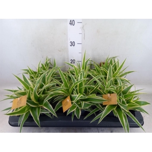 Chlorophytum com. 'Ocean'