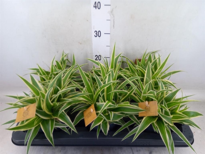 <h4>Chlorophytum com. 'Ocean'</h4>