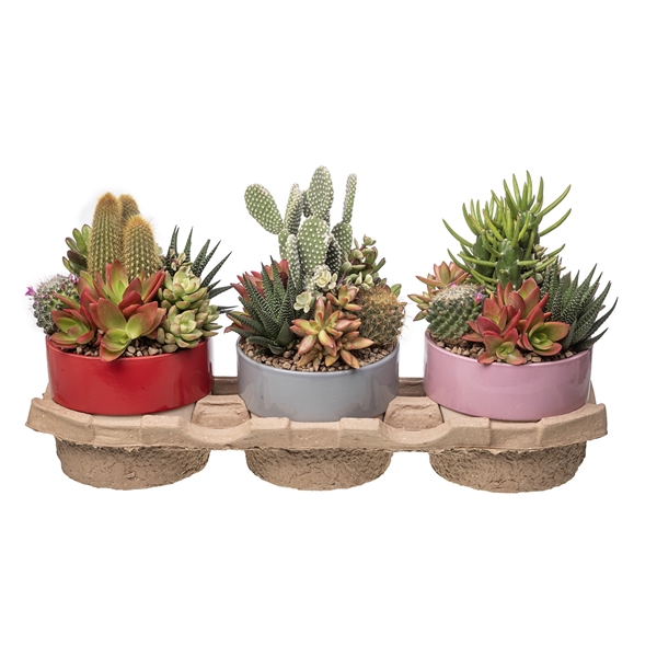 <h4>COMPOSITION OF CACTUS AND SUCCULENTS IN BICOLOR CERAMIC BOWL Ø 15 - ECO TRAY 3 PCS (CACTUS EN SUCCULENTEN)</h4>