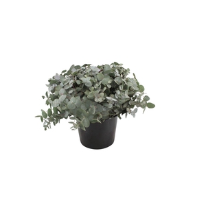 Euca Cinerea 45cm ( Per Tak)
