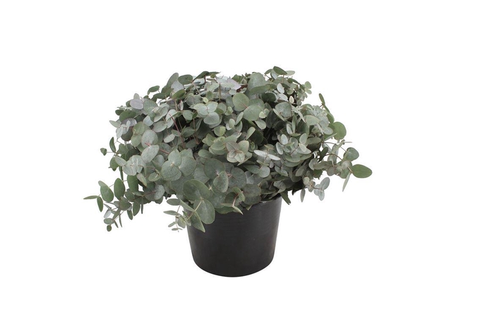 <h4>Euca Cinerea 45cm ( Per Tak)</h4>