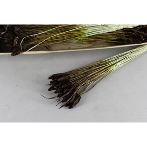 Df Phalaris Bs Brown 80g