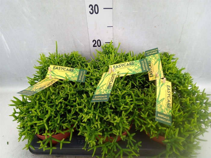 <h4>Rhipsalis heteroclada</h4>