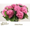 HYDR M ELBTAL RZ