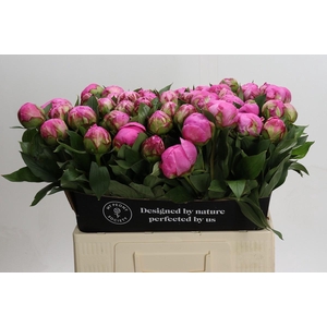 Paeonia Dr A Fleming