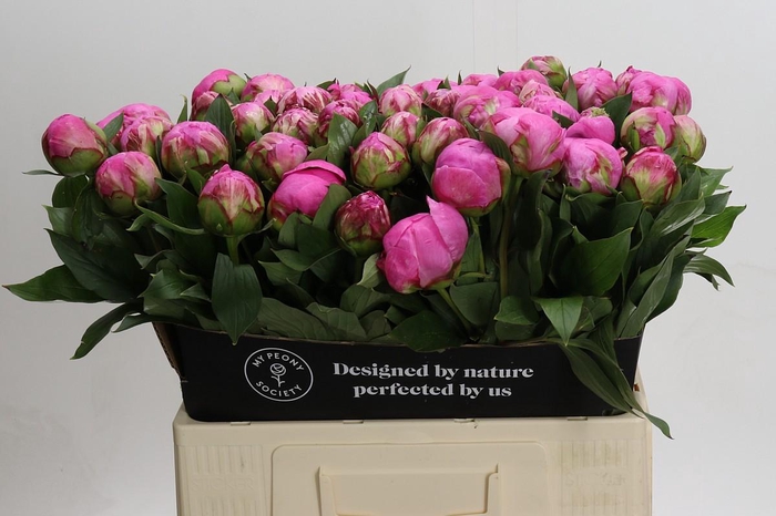Paeonia Dr Alexander Fleming