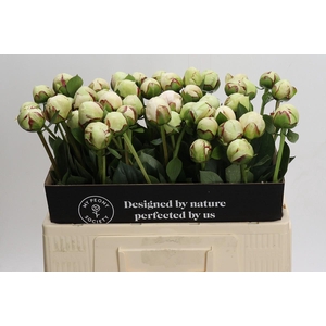 Paeonia (Lactiflora Grp) 'White Pool'