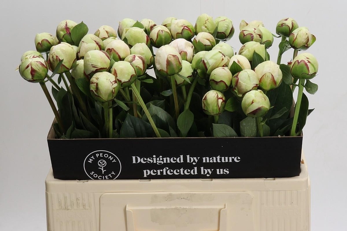 Paeonia (Lactiflora Grp) 'White Pool'