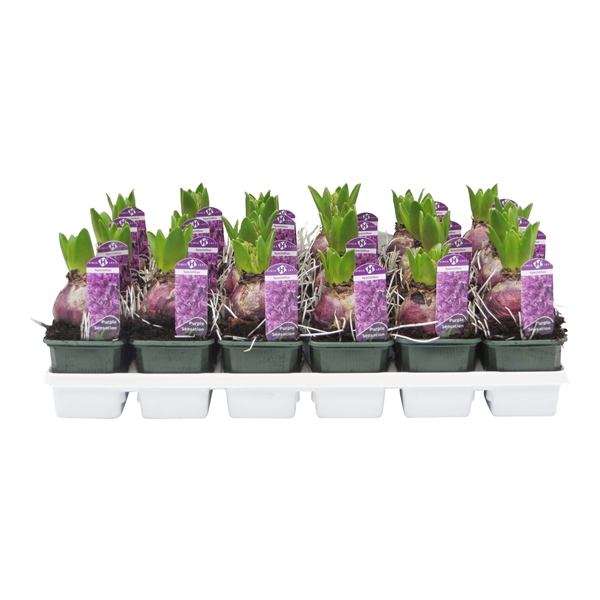 <h4>Hyacinthus orientalis 'Purple Sensation'</h4>