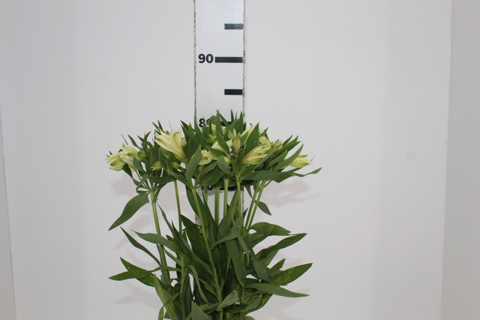 <h4>ALSTROEMERIA AKEMI 080 CM</h4>