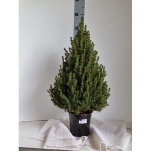 PICEA GL CONICA