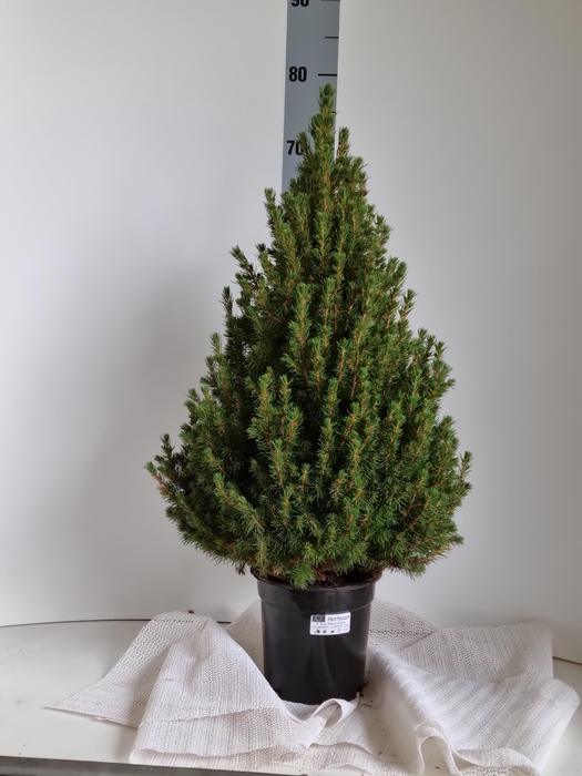 <h4>PICEA GL CONICA</h4>